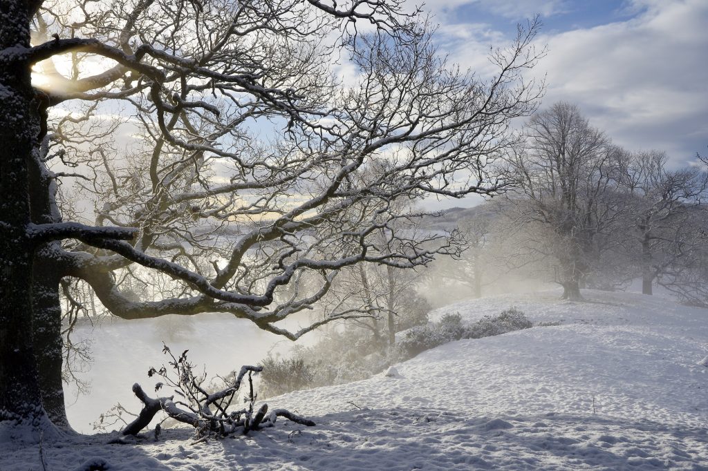 Winter Sun, Laggan Hill, Crieff